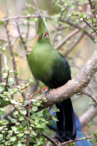 Knysna Turaco or Loerie perched in a tree